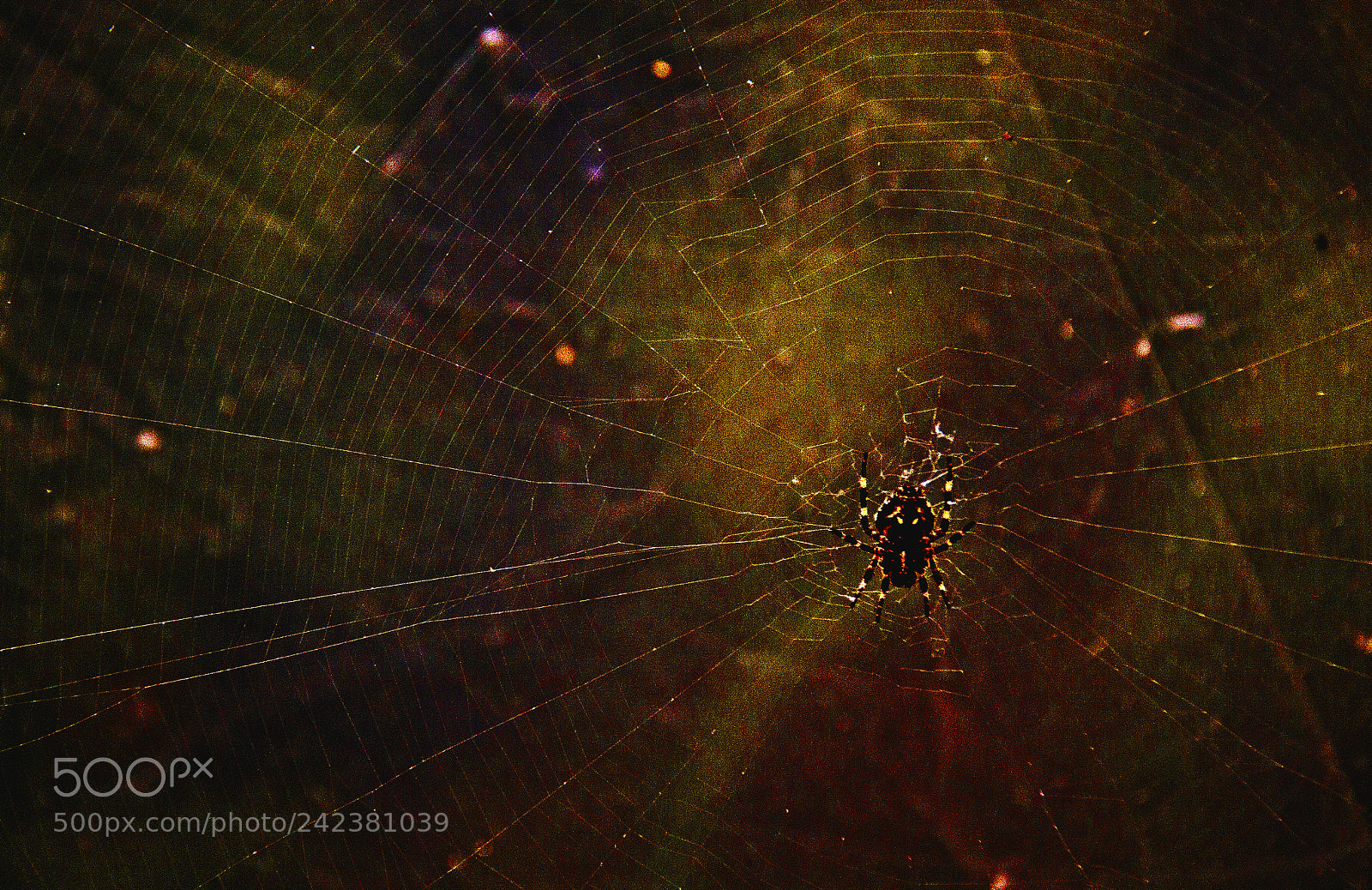 Canon EOS 50D sample photo. Spider photography