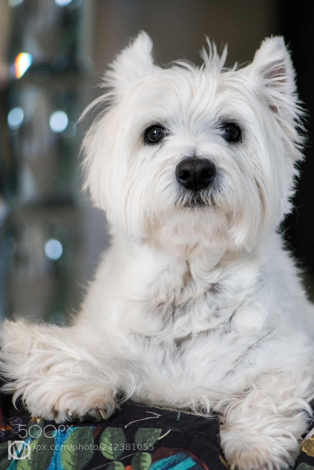 Nikon D850 sample photo. A doggy’s portrait photography