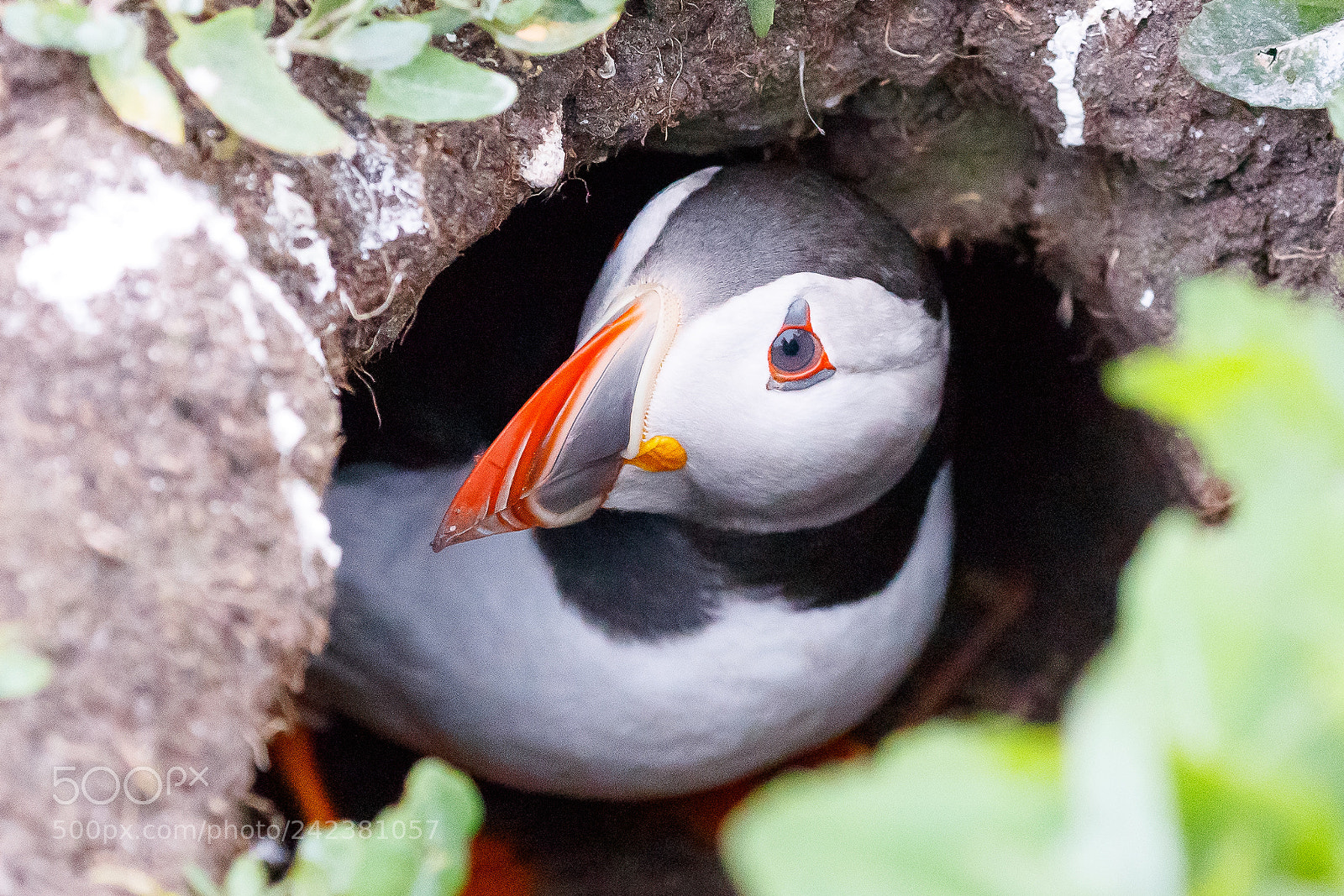 Canon EOS-1D X Mark II sample photo. Puffin photography