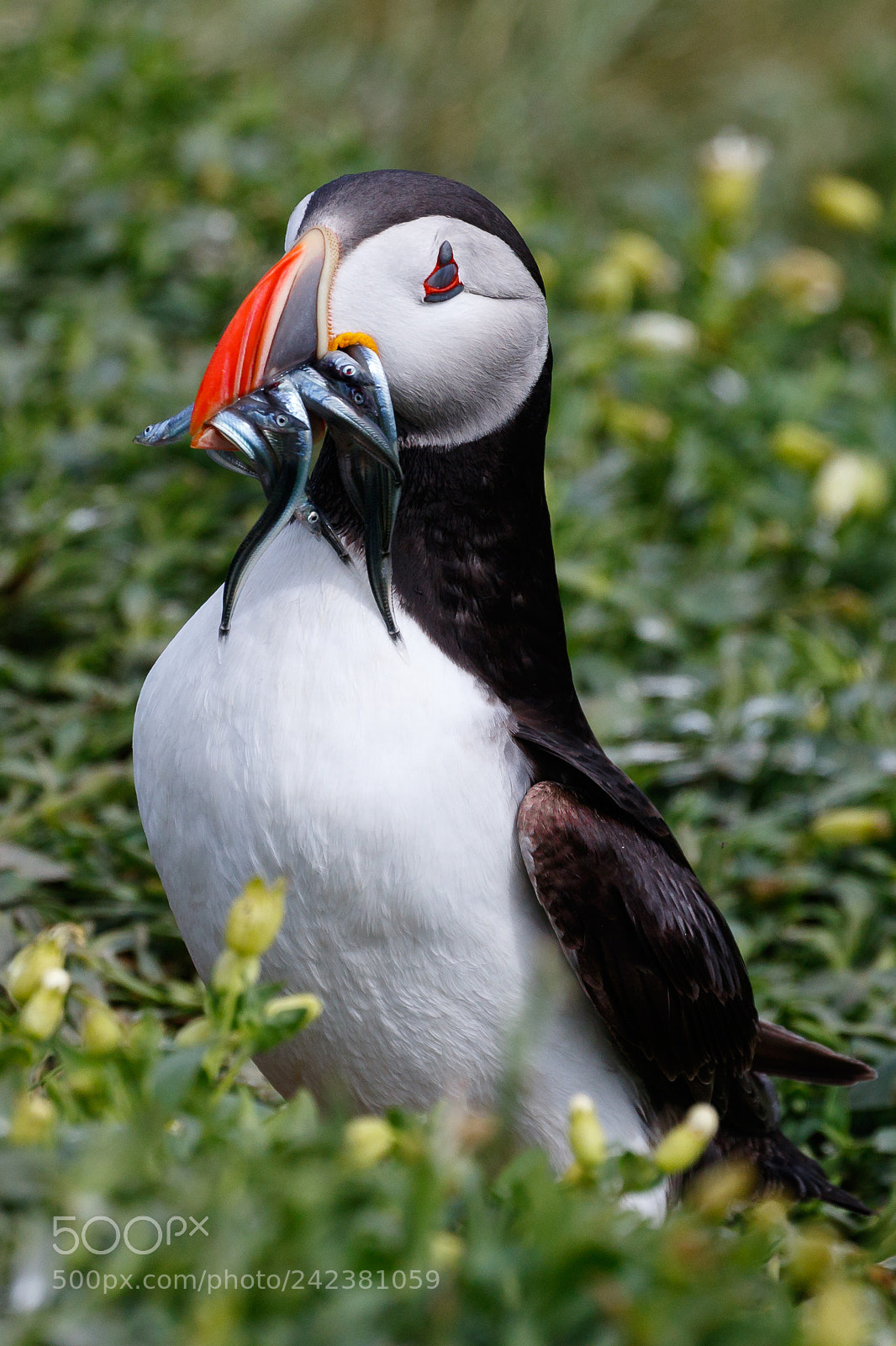 Canon EOS 7D Mark II sample photo. Puffin photography