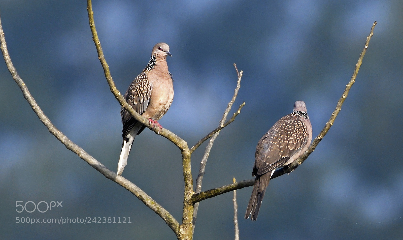Nikon D500 sample photo. Twins photography