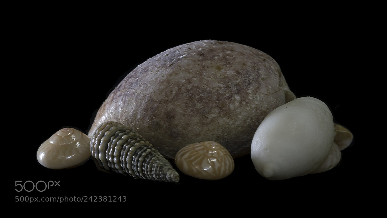 Nikon D500 sample photo. Seashells photography
