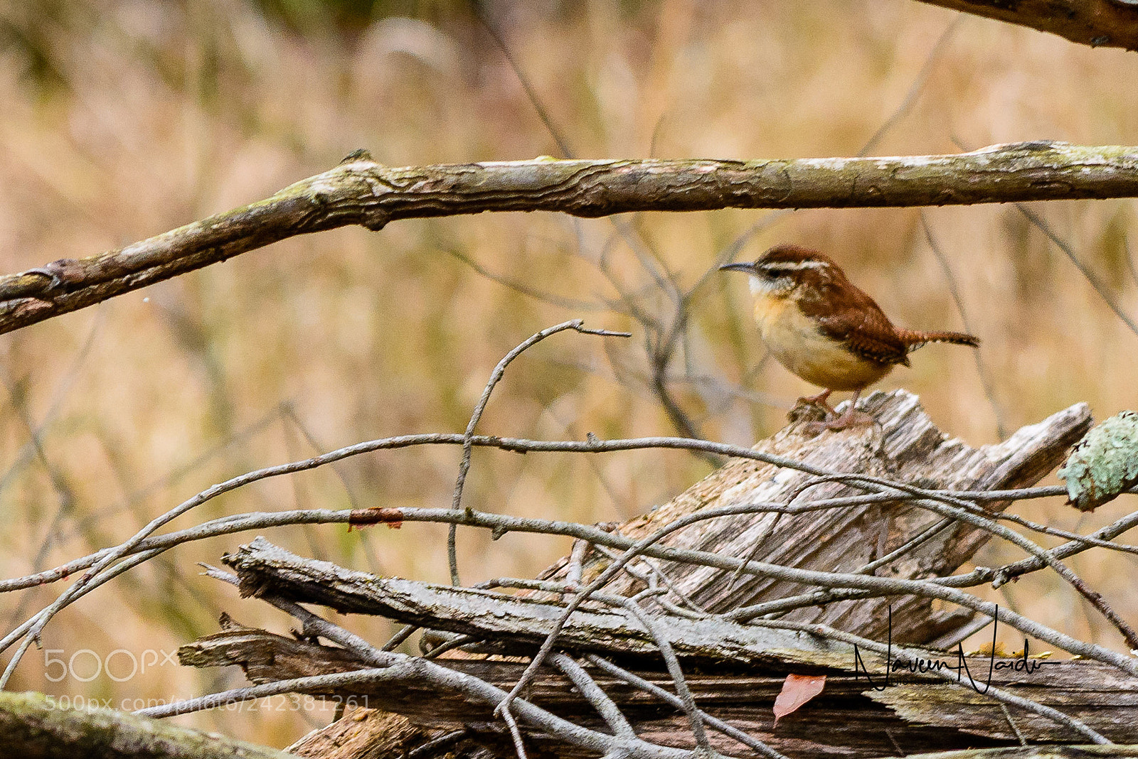 Nikon D800 sample photo. Carolina wren photography
