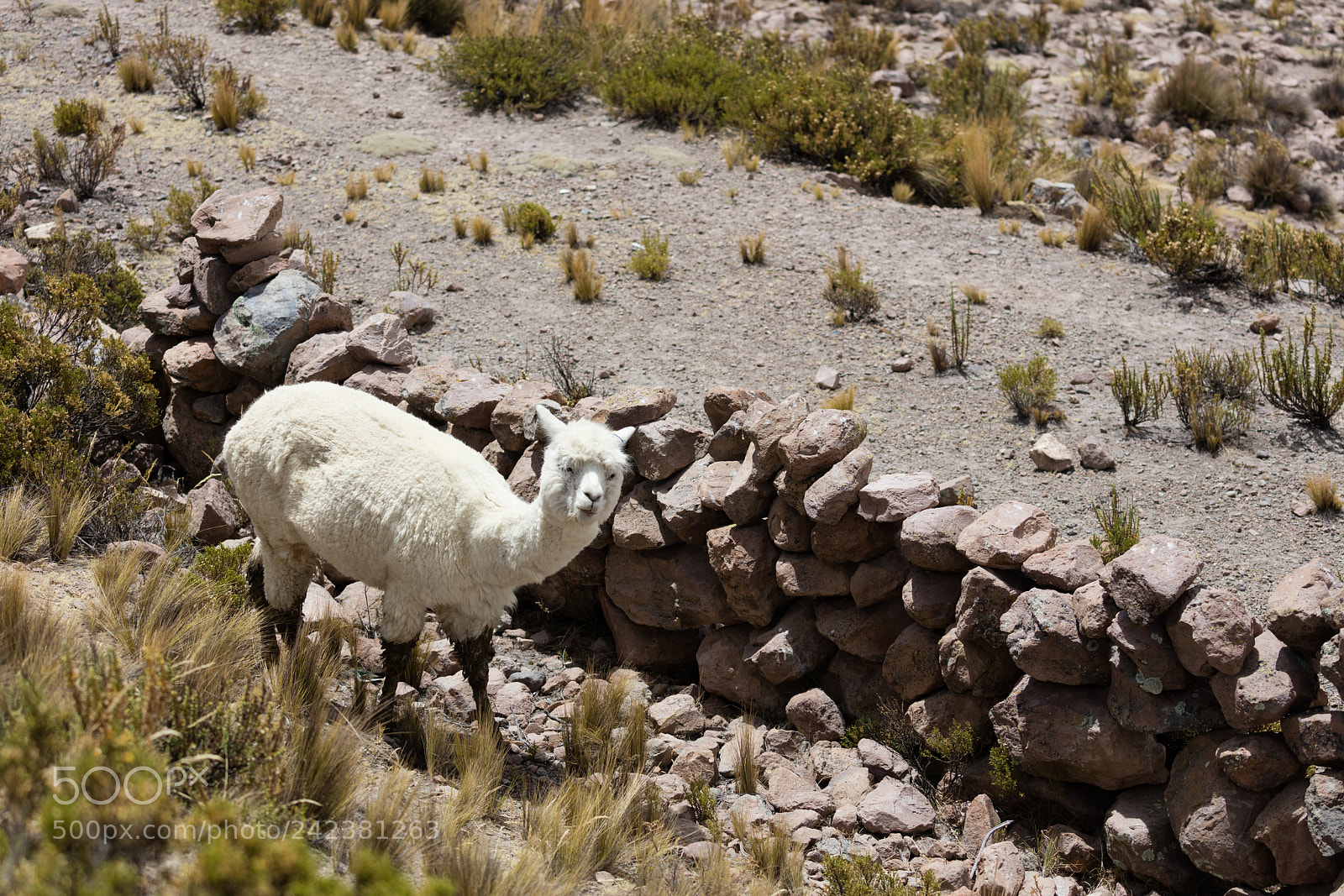 Canon EOS 5DS R sample photo. Alpacas in andes photography