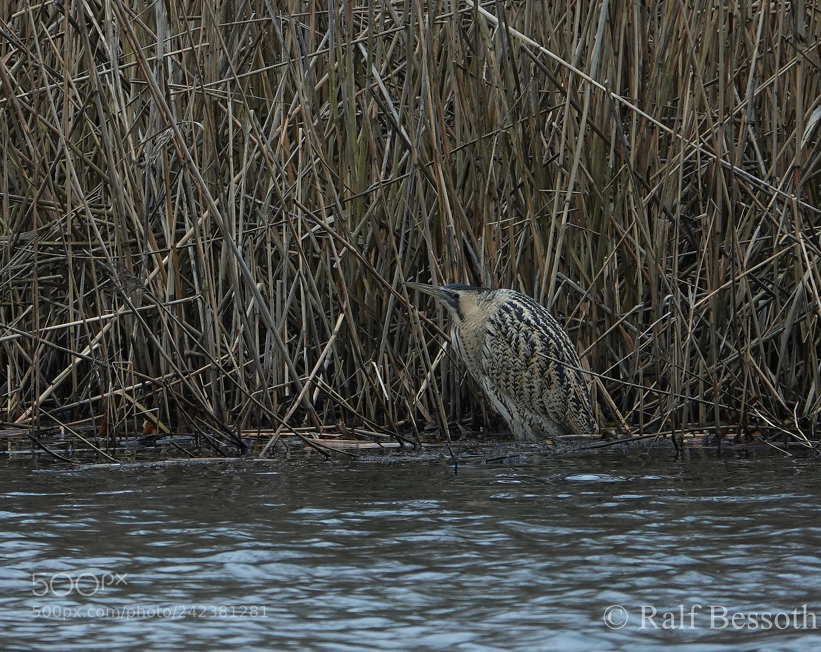 Sony Cyber-shot DSC-RX10 IV sample photo. Rohrdommel photography