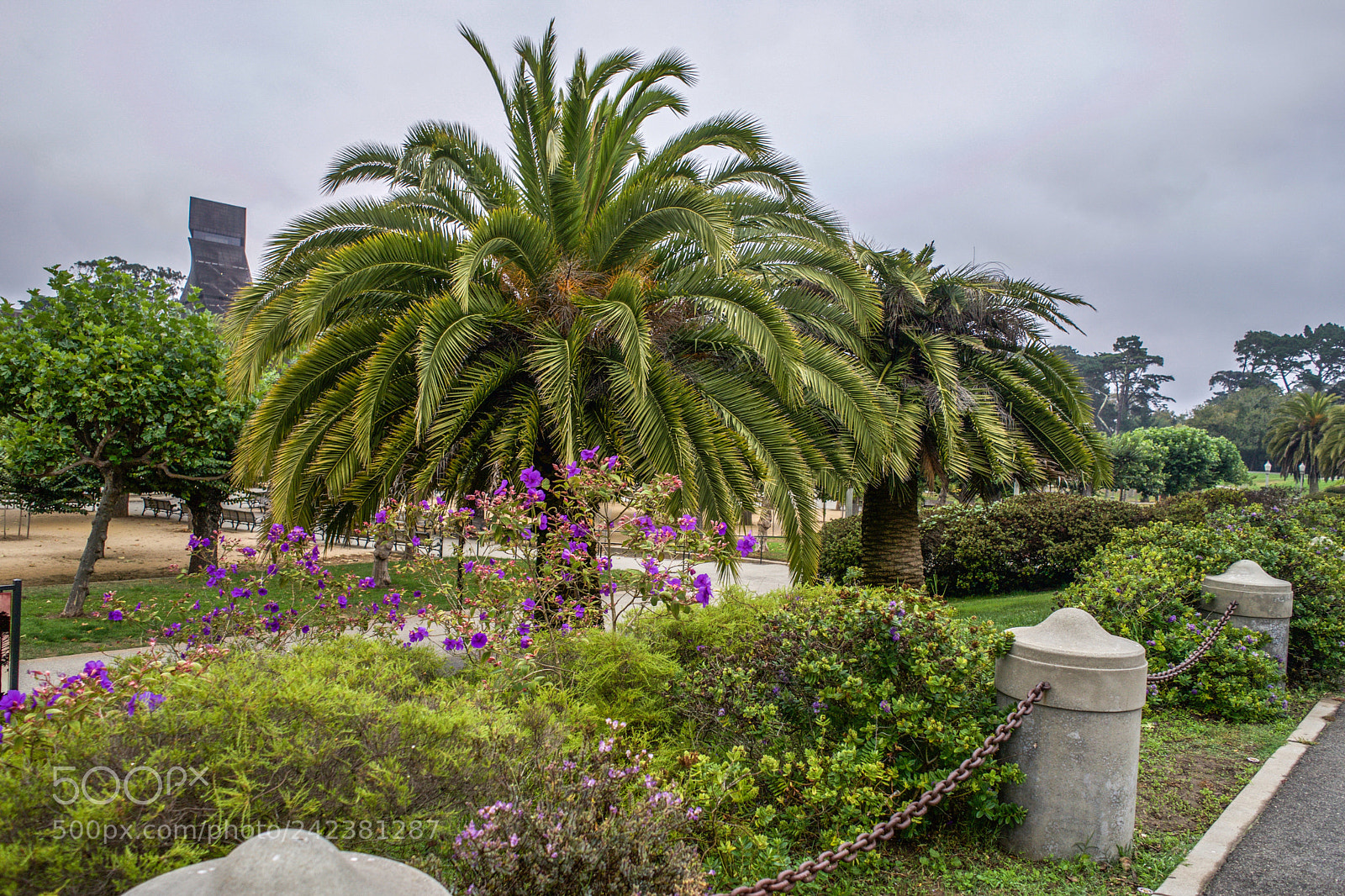 Sony a7 sample photo. Golden gate park san photography