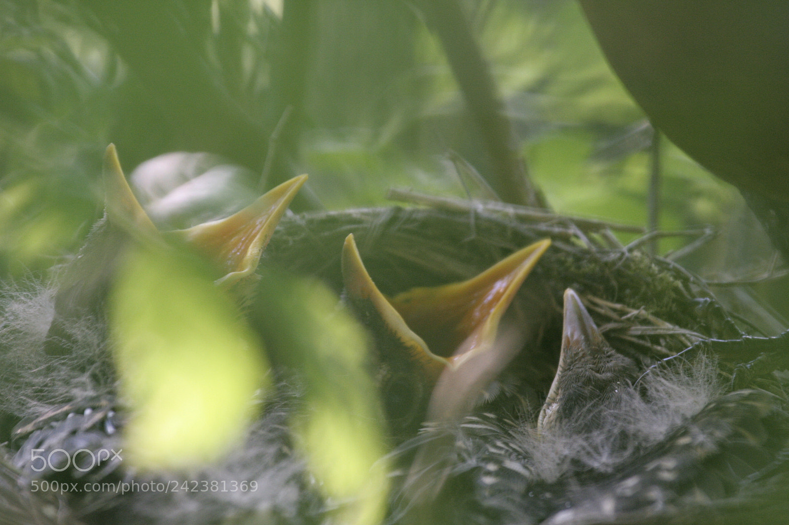 Canon EOS 350D (EOS Digital Rebel XT / EOS Kiss Digital N) sample photo. Hungry hatch-lings photography