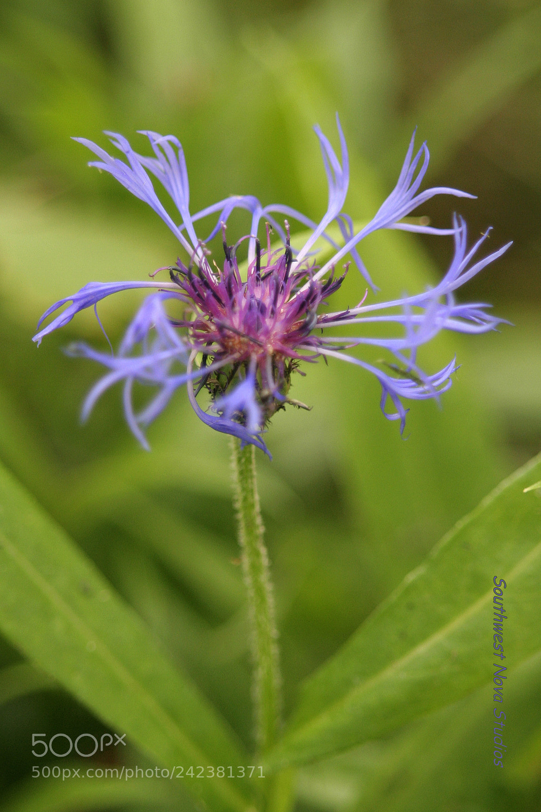 Canon EOS 350D (EOS Digital Rebel XT / EOS Kiss Digital N) sample photo. Purple passion photography
