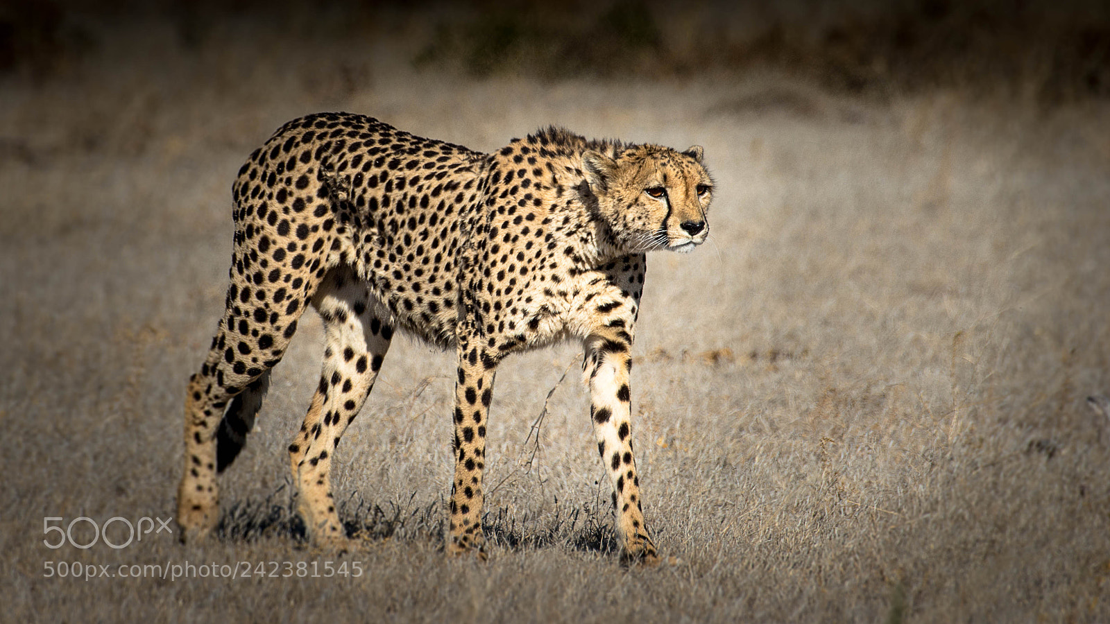 Pentax K-5 II sample photo. Cheetah photography