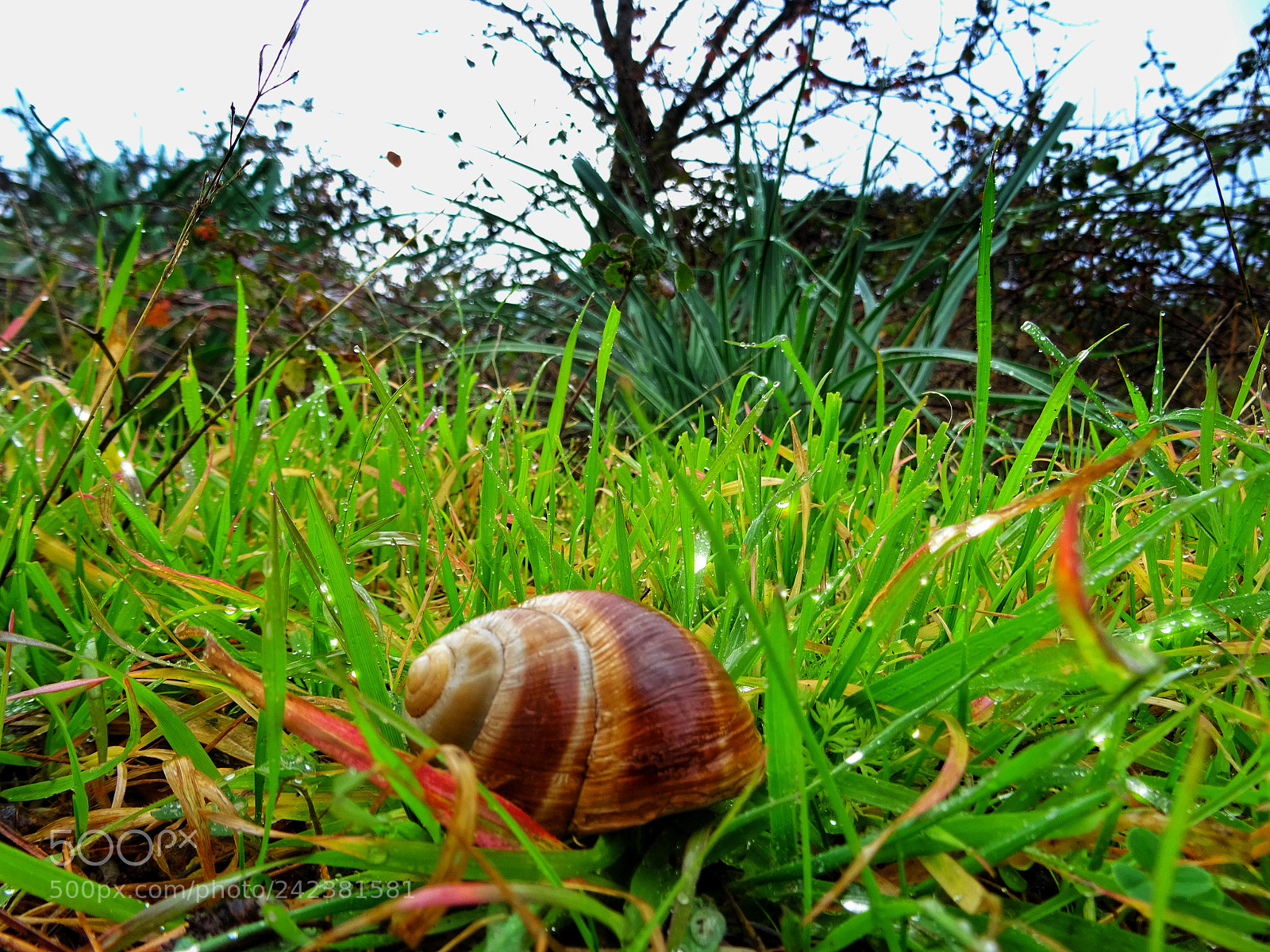 Sony DSC-HX60 sample photo. Snail..rain..green nature photography