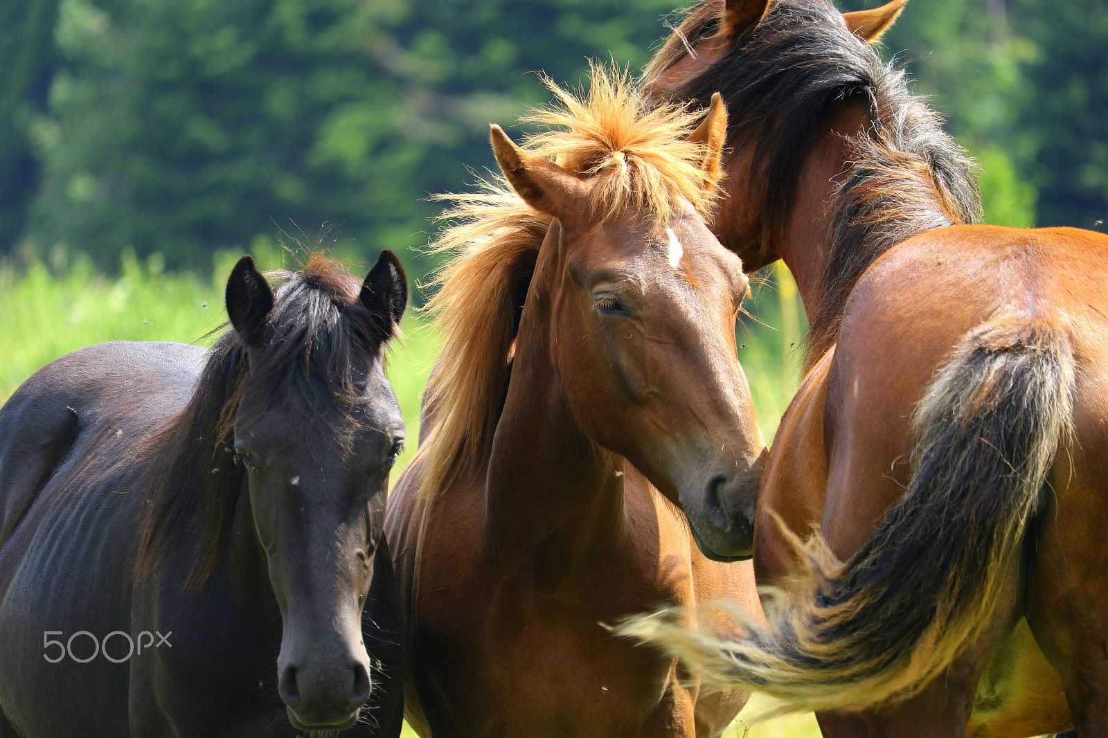 Canon EF-S 55-250mm F4-5.6 IS STM sample photo. Friendship photography