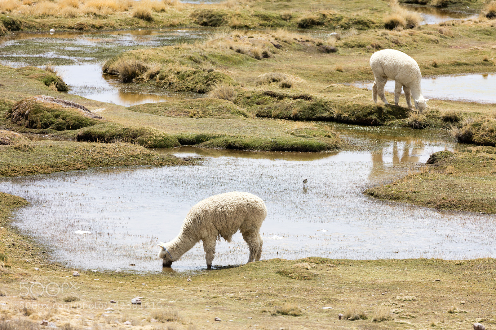 Canon EOS 5DS R sample photo. Alpaca in andes photography