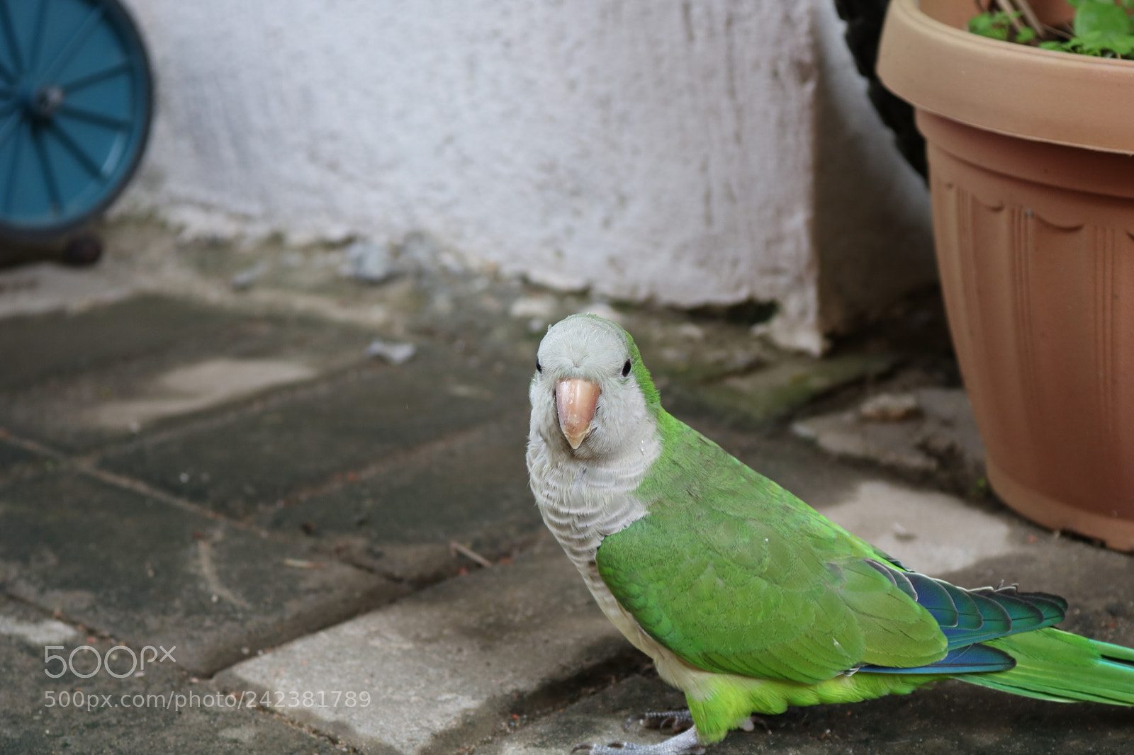 Canon EOS 750D (EOS Rebel T6i / EOS Kiss X8i) sample photo. Bimba the killer photography