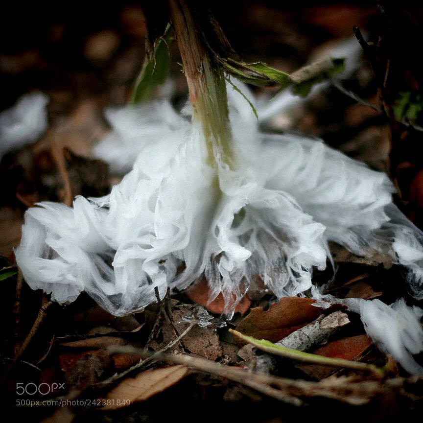 Canon EOS 400D (EOS Digital Rebel XTi / EOS Kiss Digital X) sample photo. Frost flowers....so fleeting, so photography