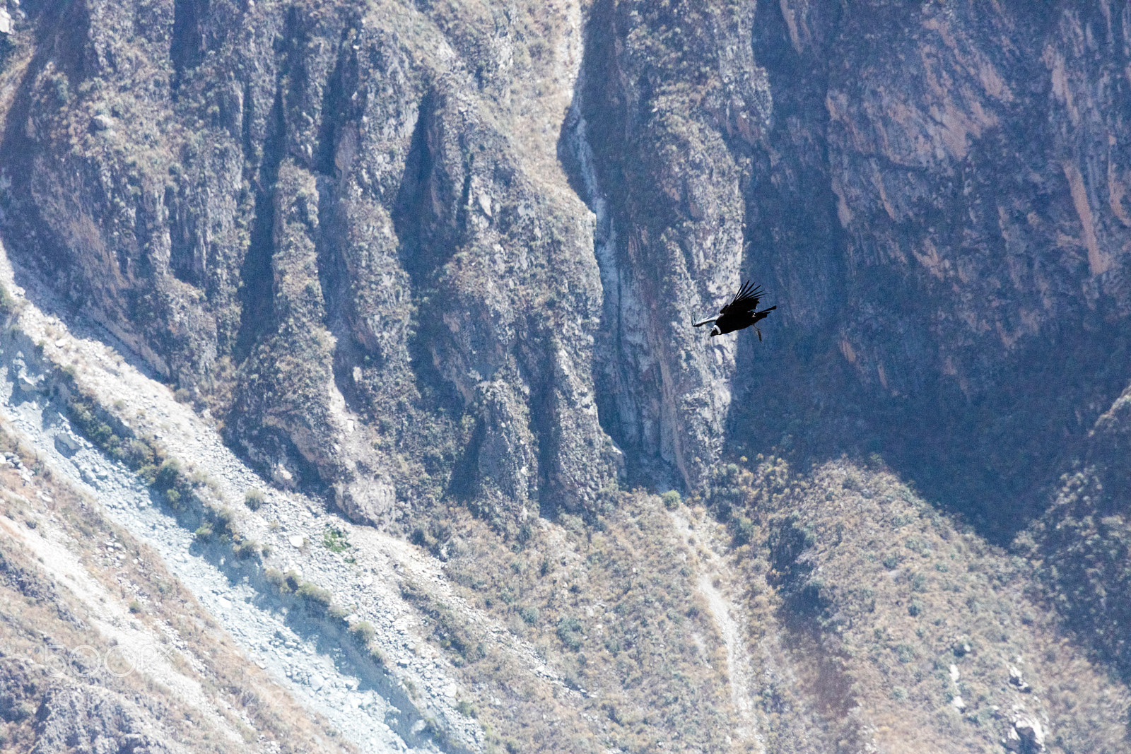 Canon EOS 5DS R sample photo. Condor flying  in peru photography