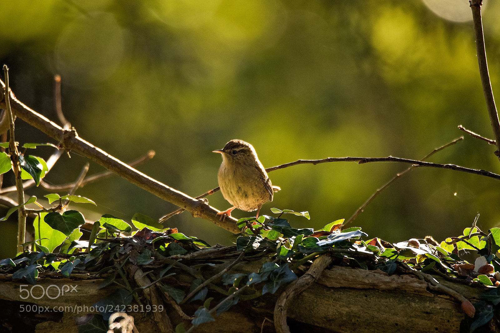 Canon EOS 7D Mark II sample photo. Basking in the sun.jpg photography