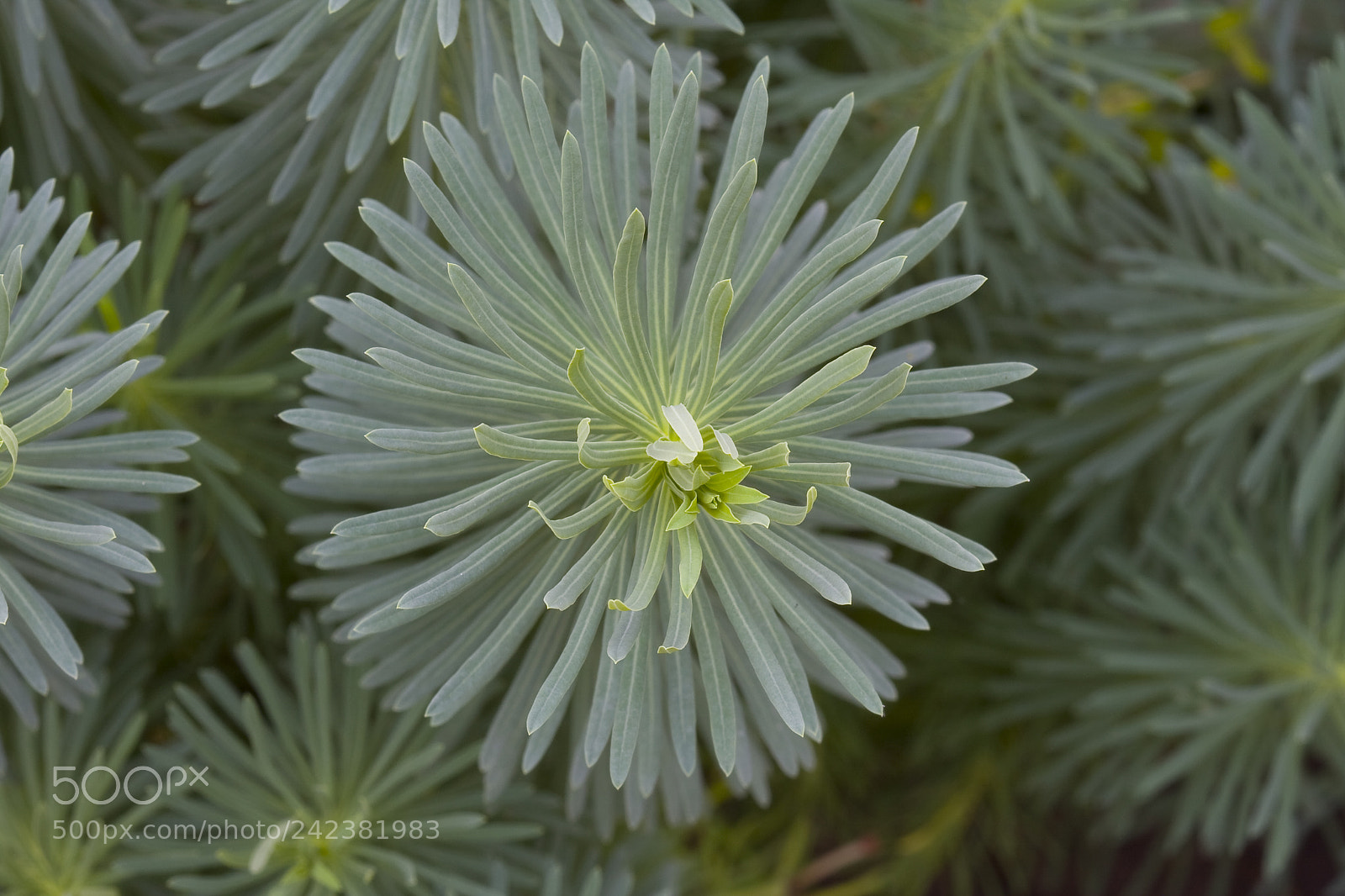 Canon EOS 40D sample photo. Decorative plant photography