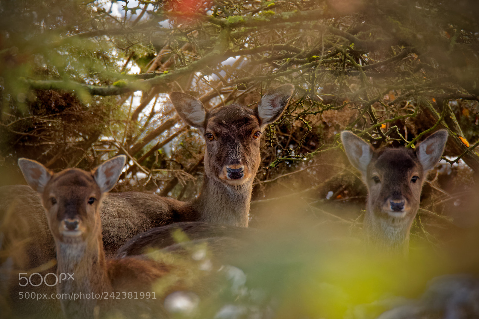 Canon EOS 7D Mark II sample photo. All eyes on you.jpg photography