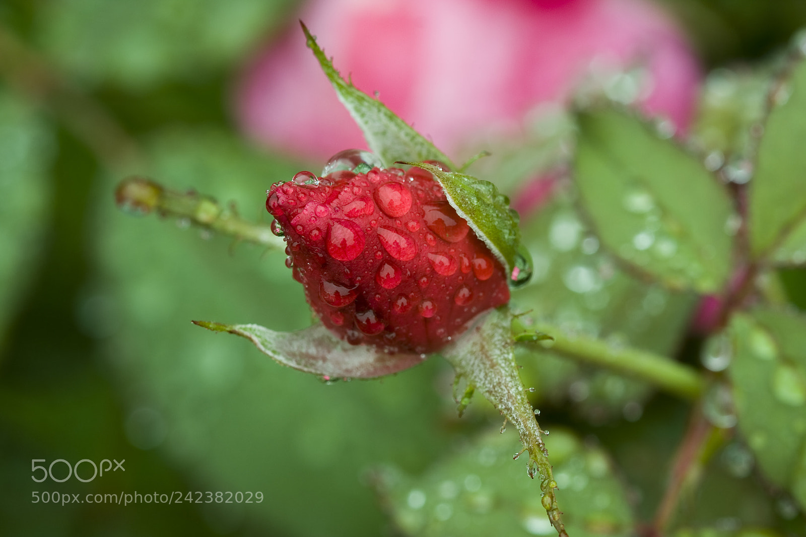 Canon EOS 40D sample photo. Rese bud photography