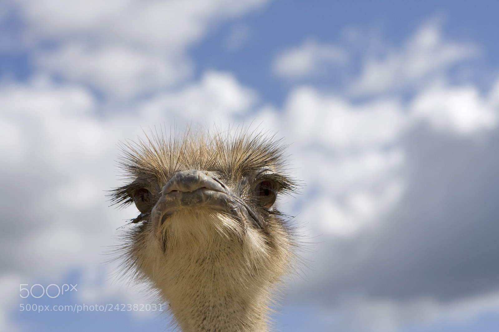 Canon EOS 40D sample photo. Ostrich photography