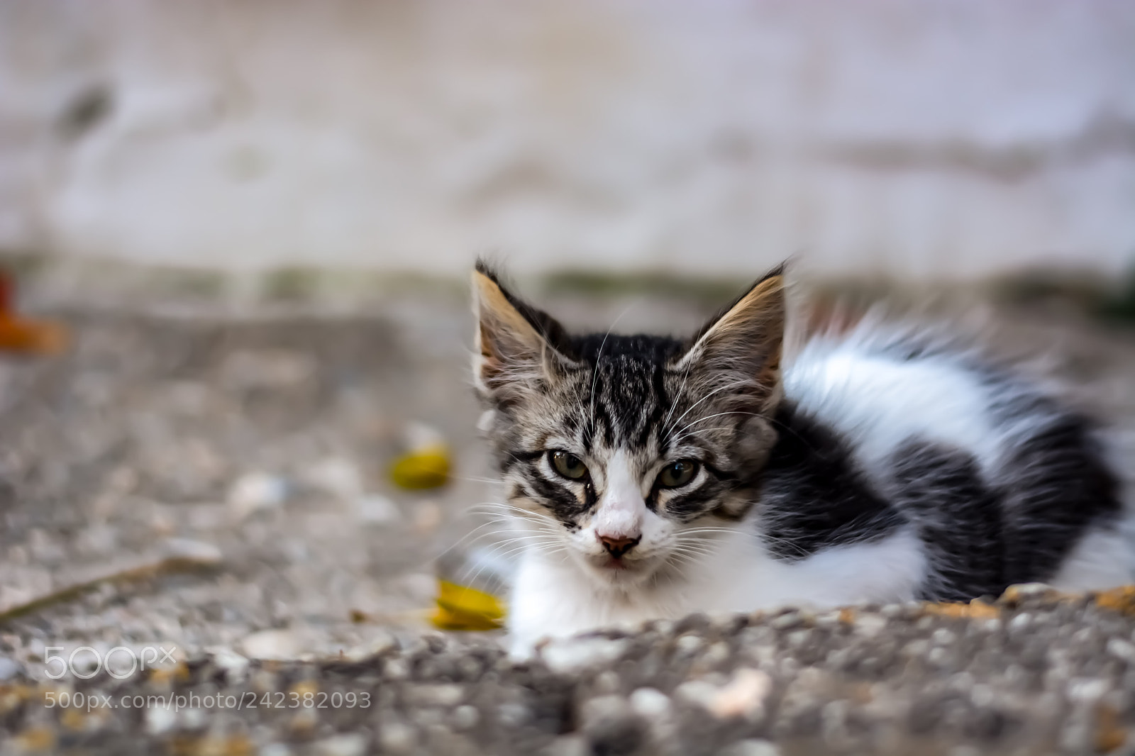 Nikon D7100 sample photo. Untitled photography