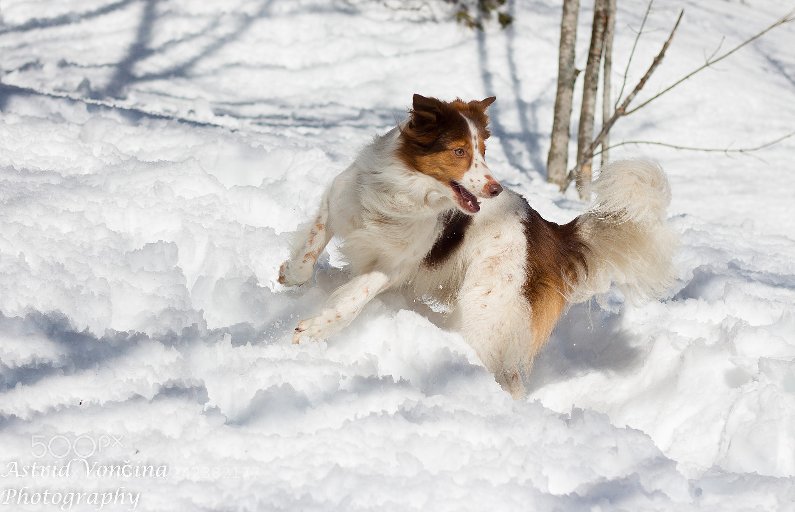 Canon EOS 650D (EOS Rebel T4i / EOS Kiss X6i) sample photo. Winter fun photography