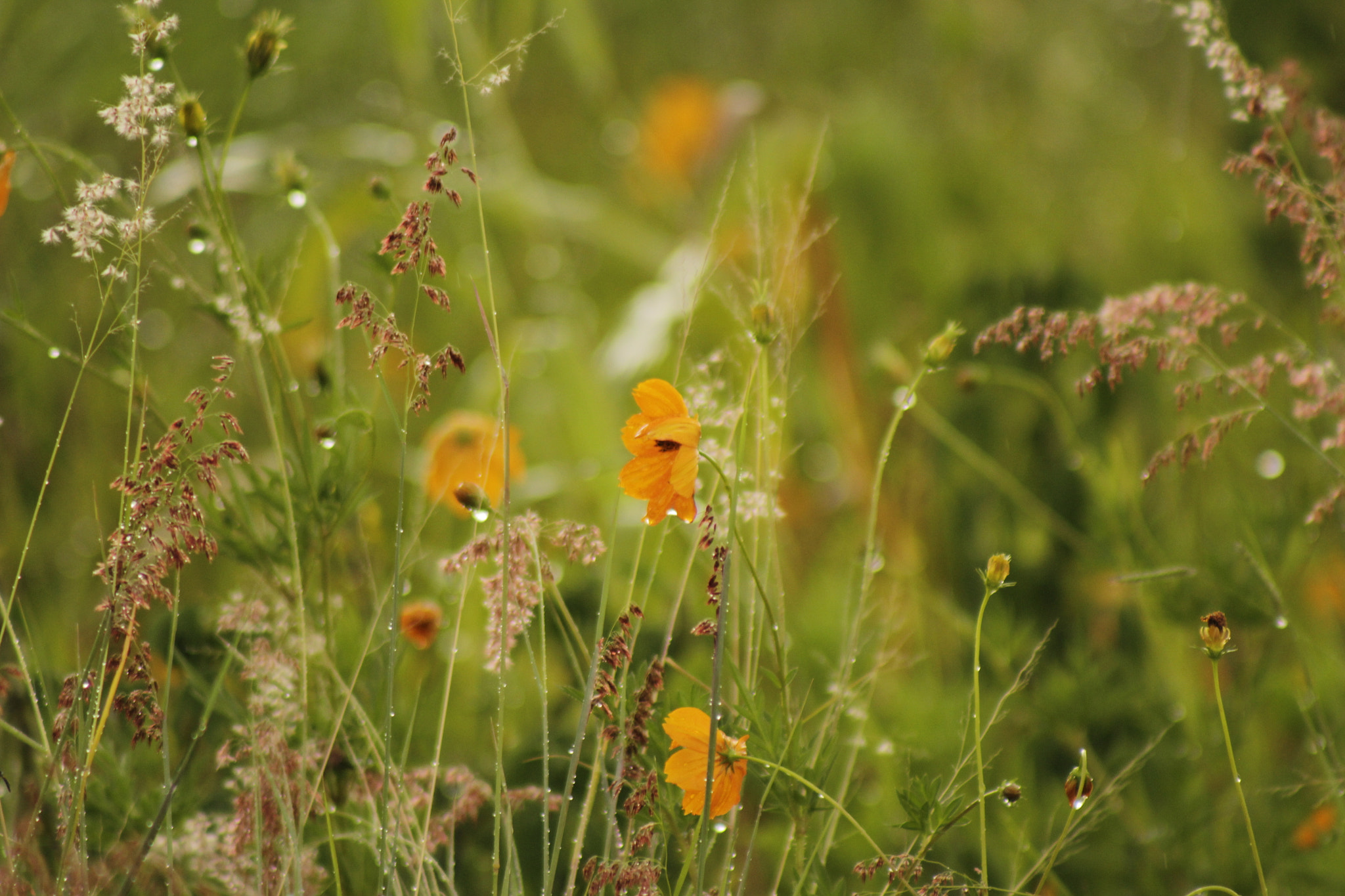 Canon EOS 60D + EF75-300mm f/4-5.6 sample photo. Grass photography