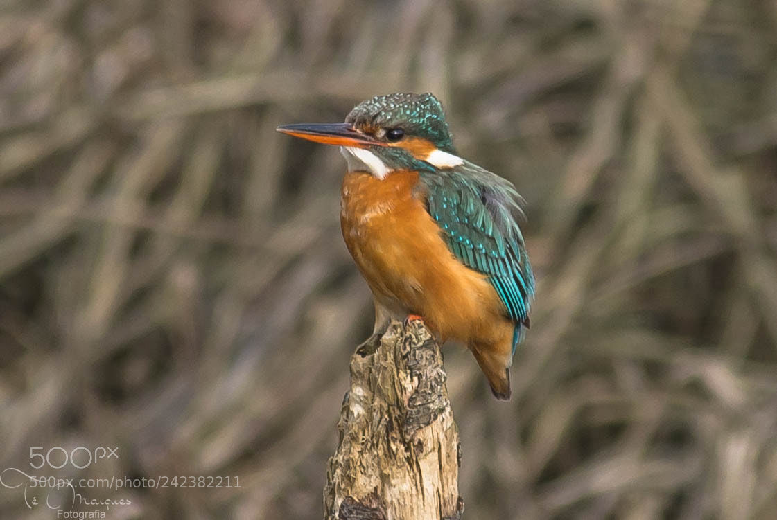 Nikon D7200 sample photo. Kingfisher mammy photography