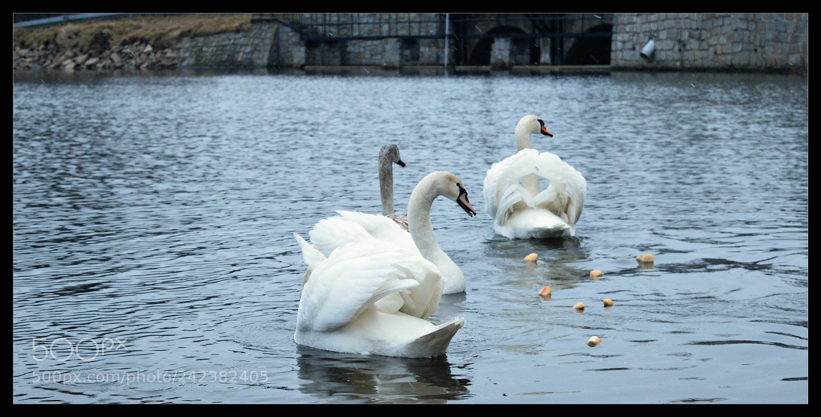 Nikon D3200 sample photo. Swans i. photography