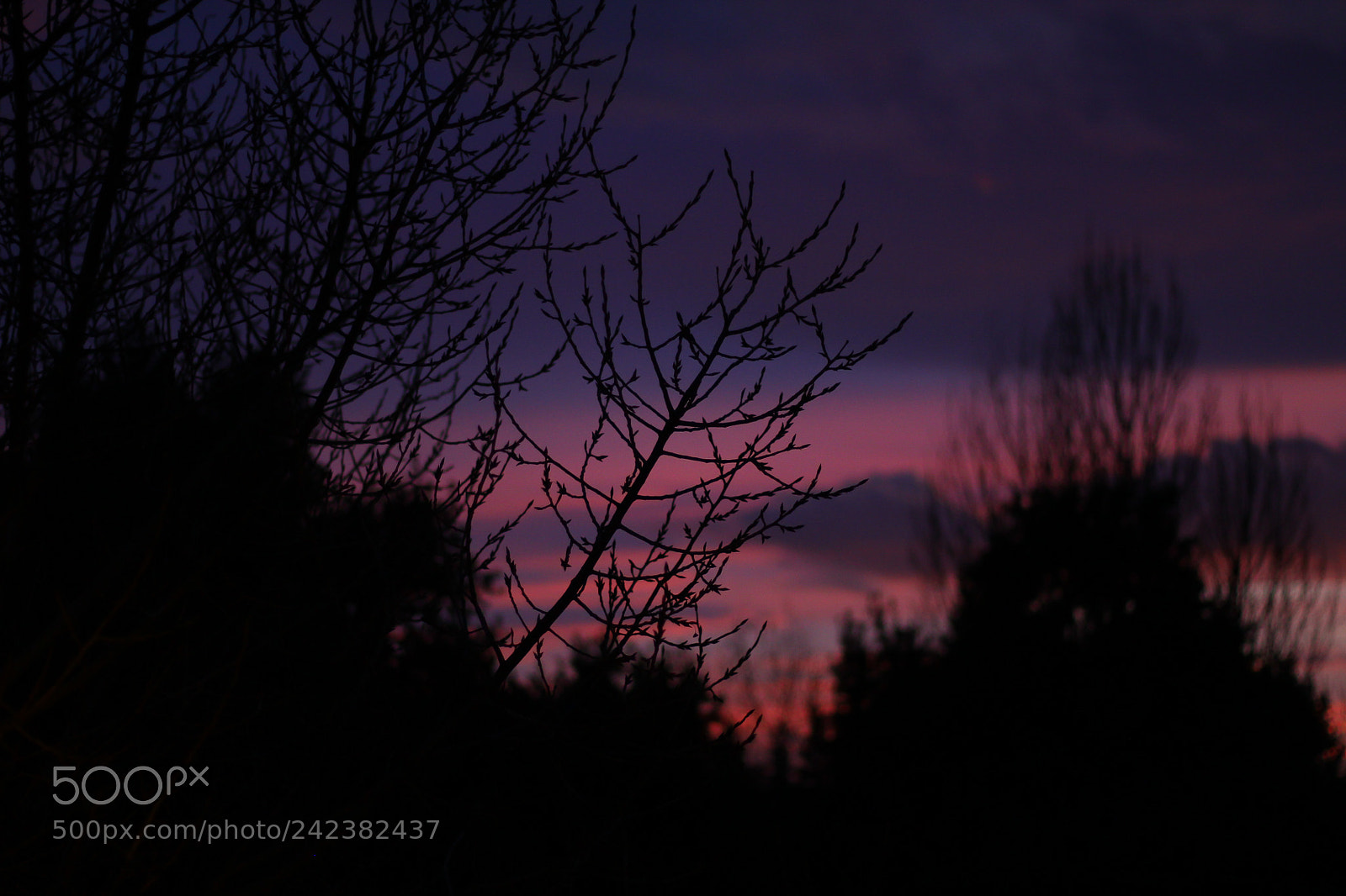 Canon EOS 60D sample photo. Roziolet photography