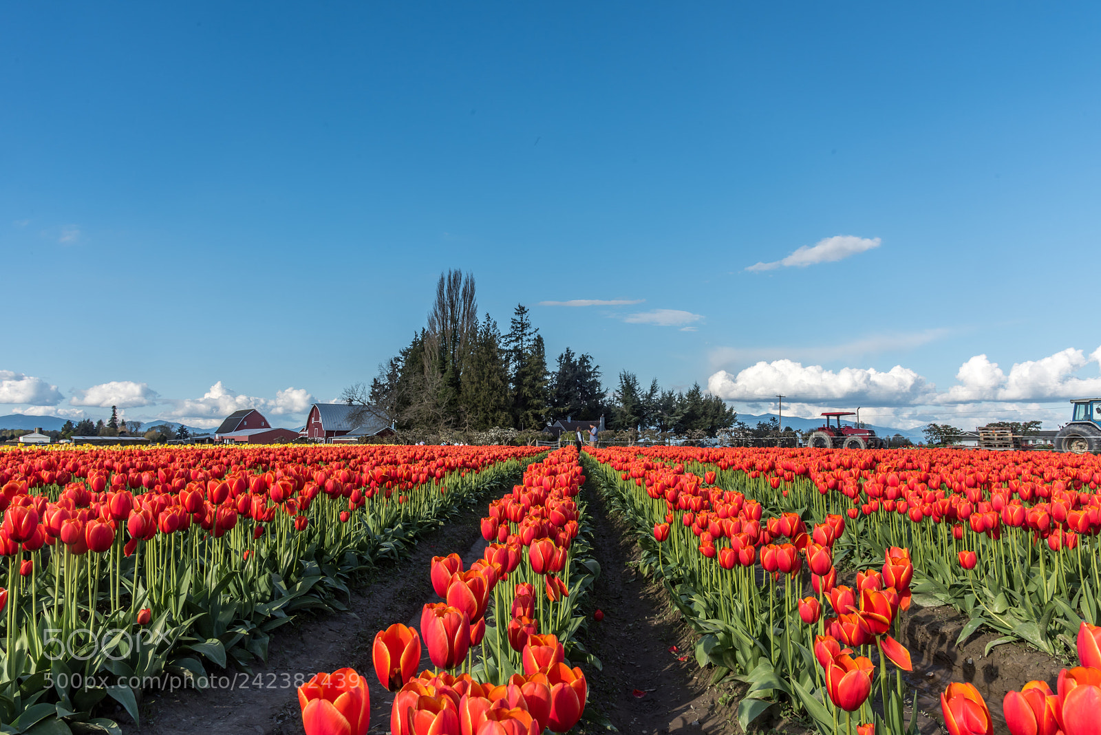 Nikon D810 sample photo. Tulip photography