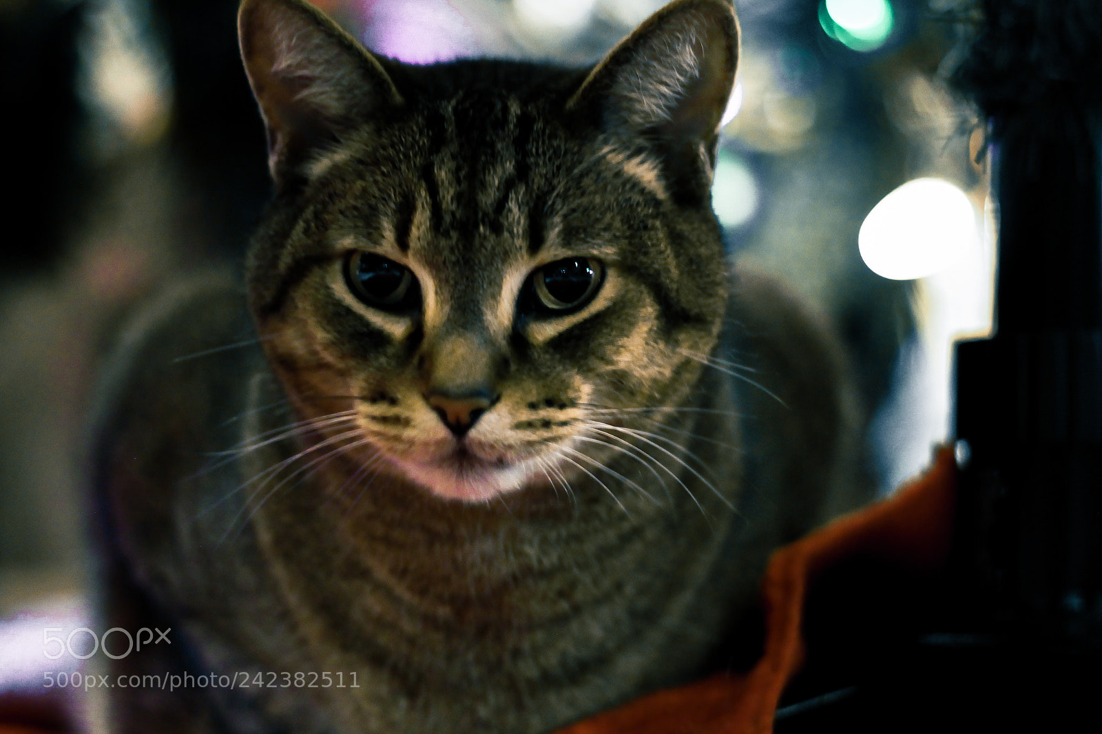 Canon EOS 1100D (EOS Rebel T3 / EOS Kiss X50) sample photo. Cat under a tree photography
