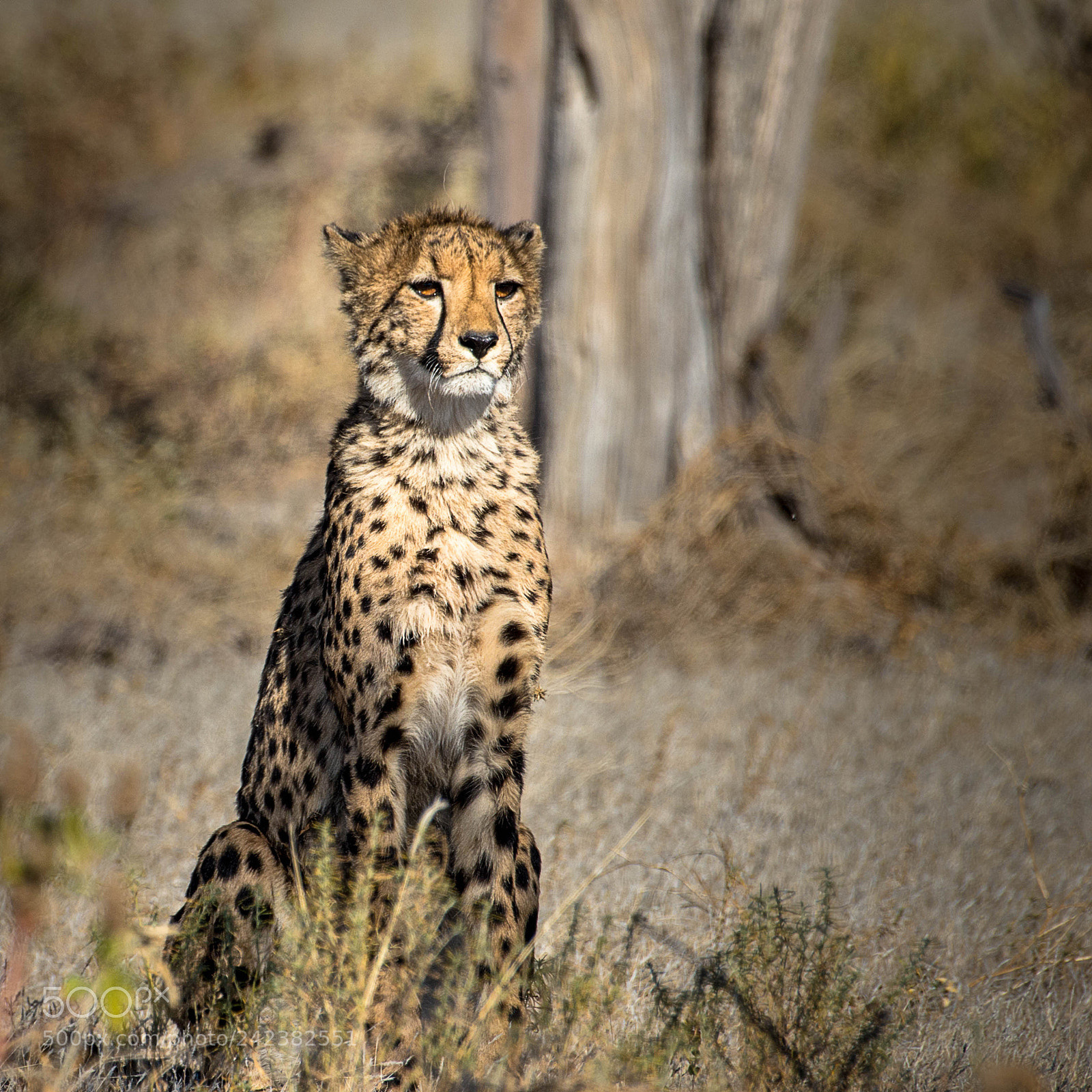 Pentax K-5 II sample photo. Cheetah photography
