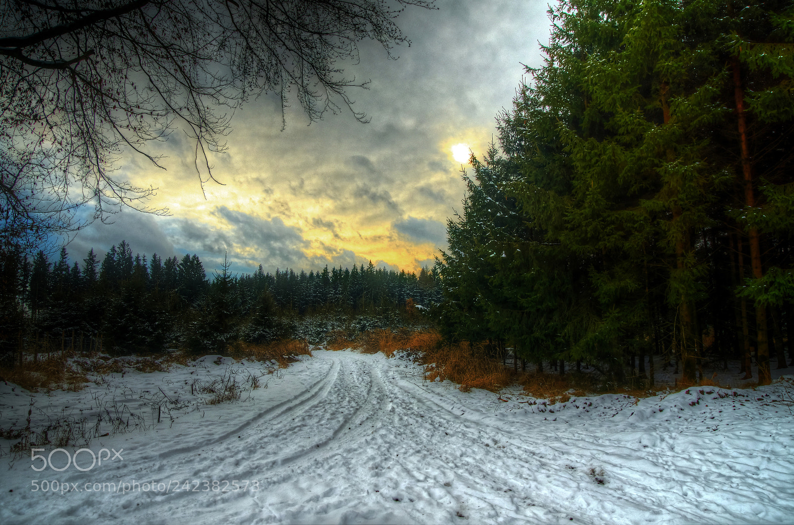 Sony ILCA-77M2 sample photo. Winter in the forest photography