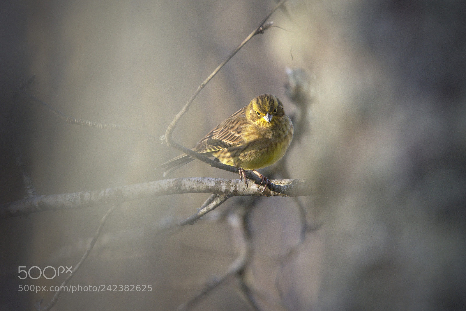 Nikon D810 sample photo. Treetop yellowhammer photography