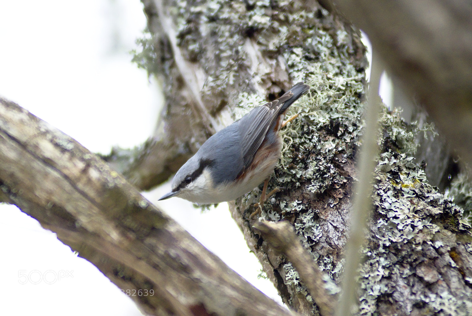 Nikon D810 sample photo. Eurasian nuthatch photography