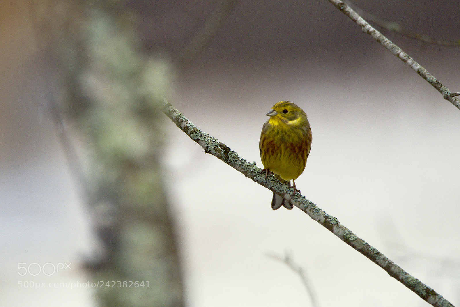 Nikon D810 sample photo. Treetop yellowhammer photography