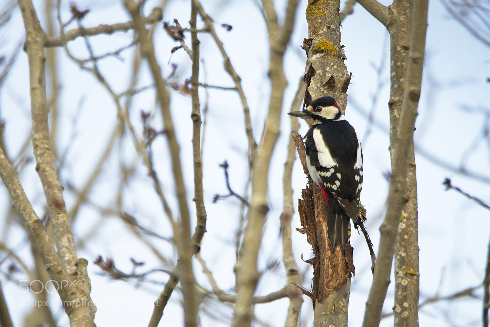 Nikon D810 sample photo. Pesky pecker photography