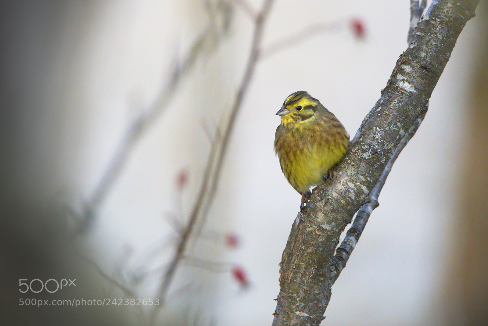 Nikon D810 sample photo. Treetop yellowhammer photography