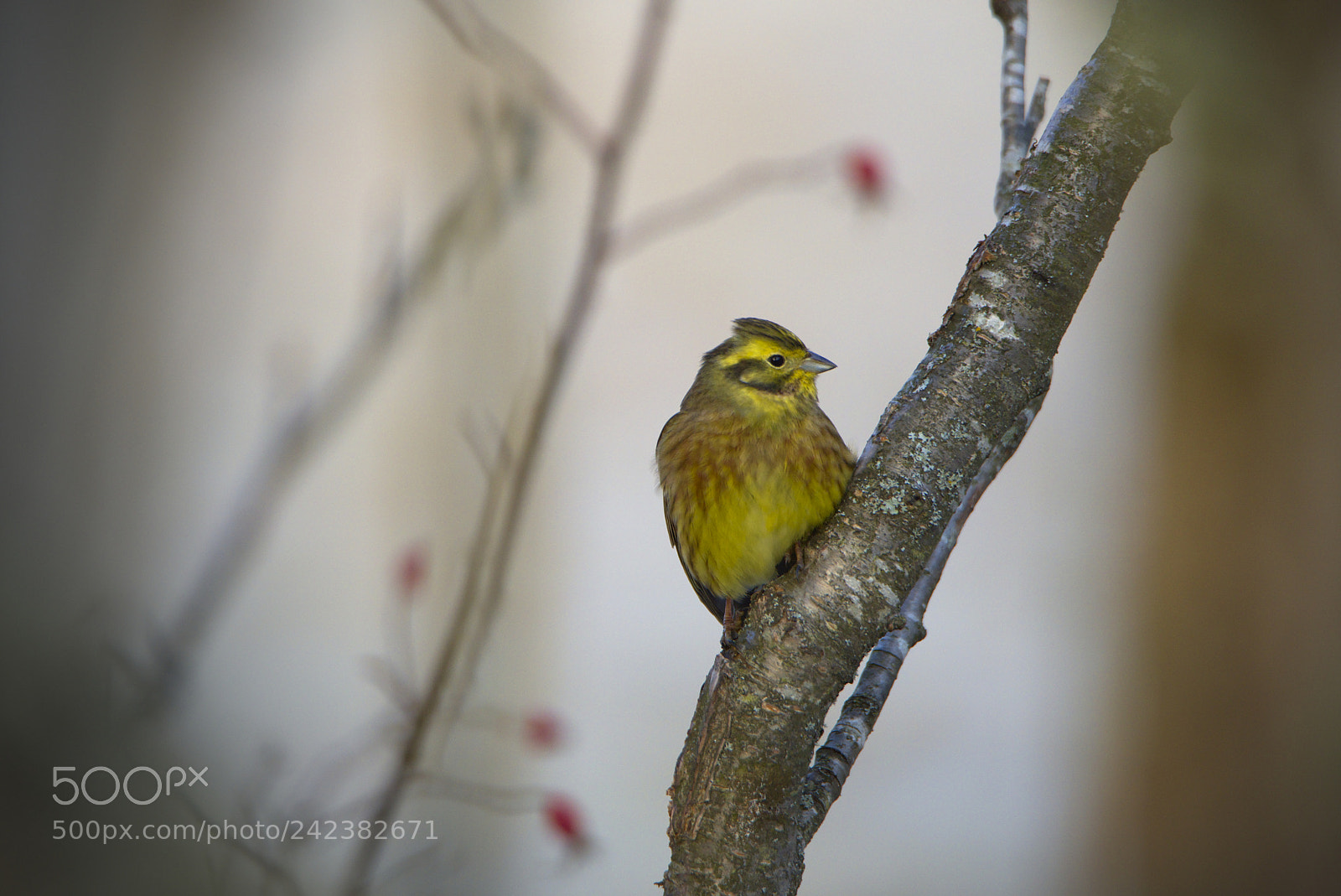 Nikon D810 sample photo. Treetop yellowhammer photography