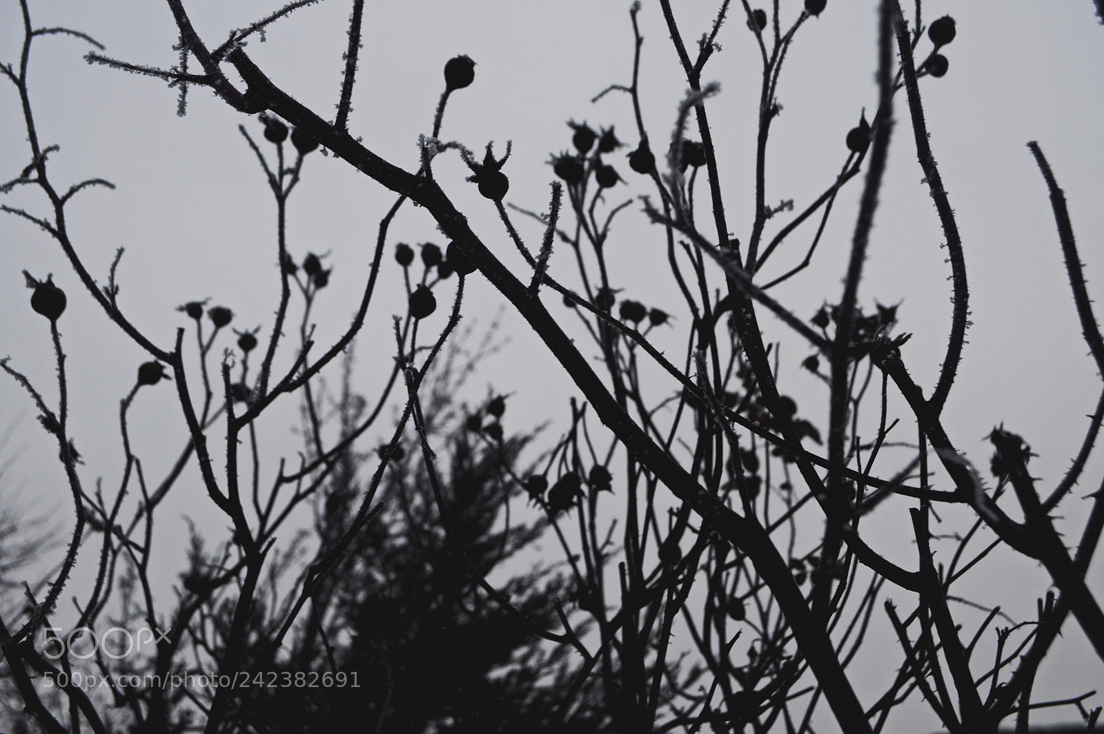 Nikon D5000 sample photo. Branches photography