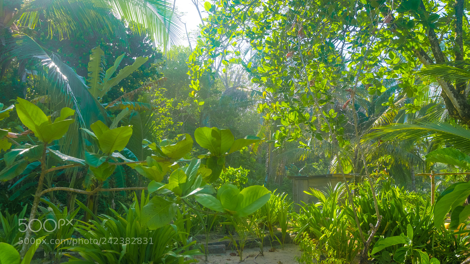 Fujifilm X-Pro2 sample photo. Isla bastimentos x photography