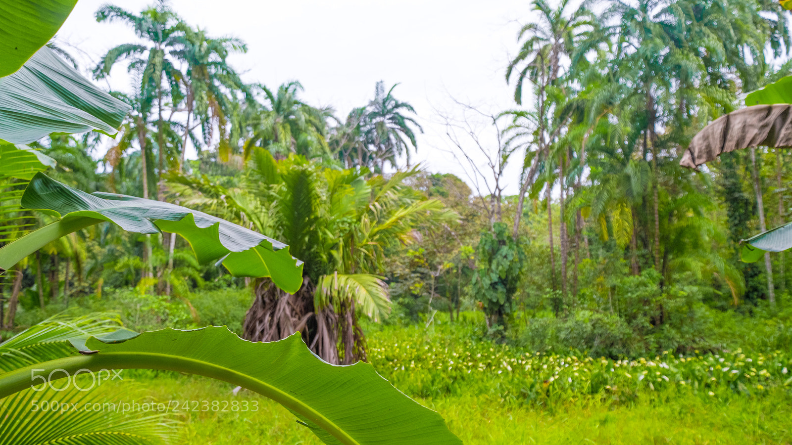 Fujifilm X-Pro2 sample photo. Isla bastimentos x photography