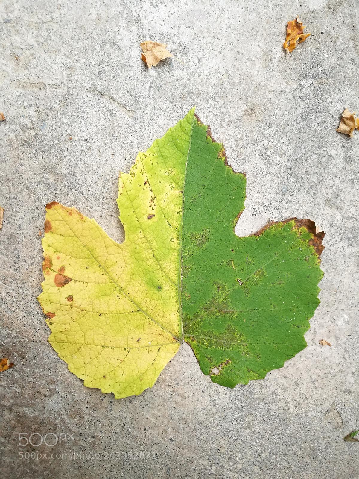 HUAWEI P9 sample photo. Autumn is near photography
