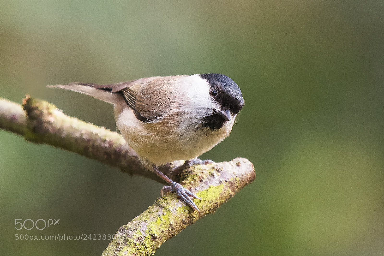 Nikon D500 sample photo. Willow tit (parus montanus) photography
