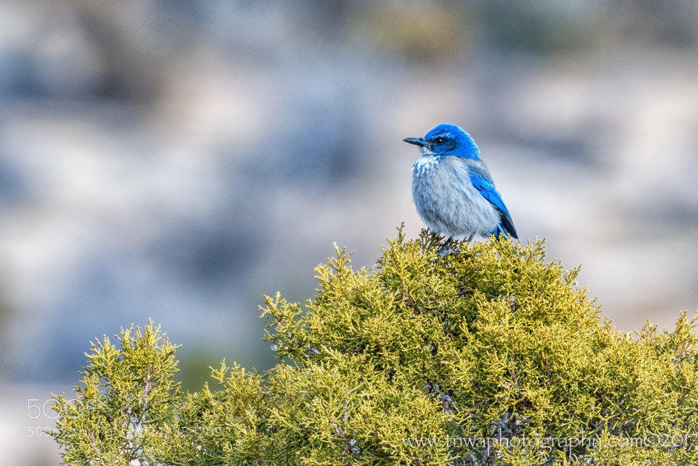 Nikon D500 sample photo. Blue topper photography
