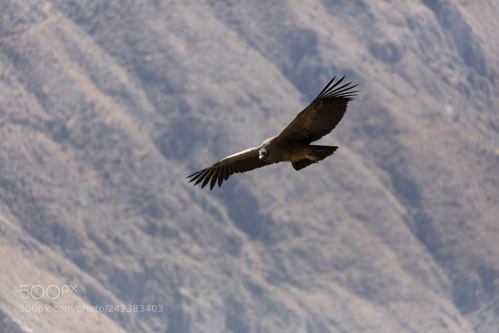 Canon EOS 5DS R sample photo. Condor flying  in peru photography