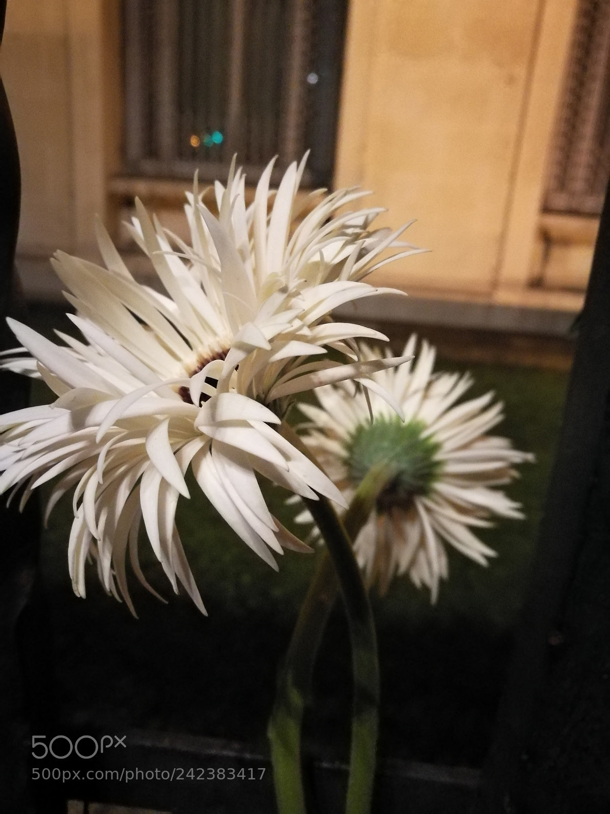 HUAWEI P9 sample photo. Memory photography