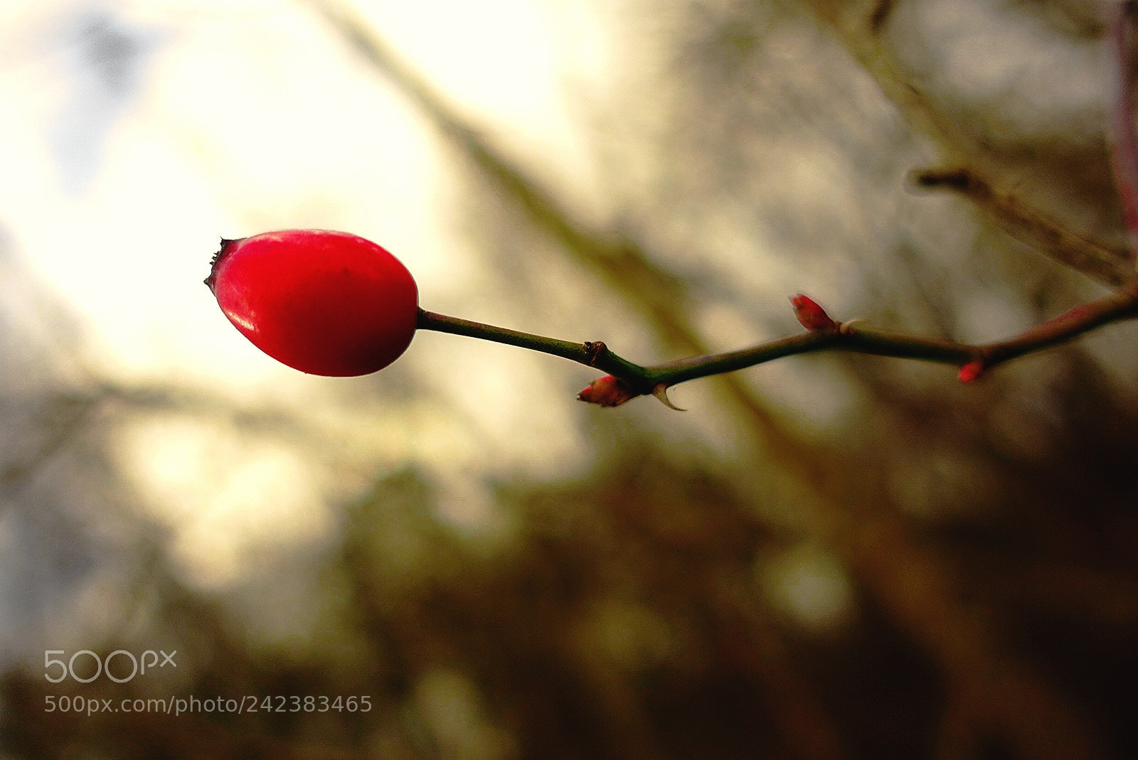 Sony Cyber-shot DSC-RX100 III sample photo. Rosehip photography