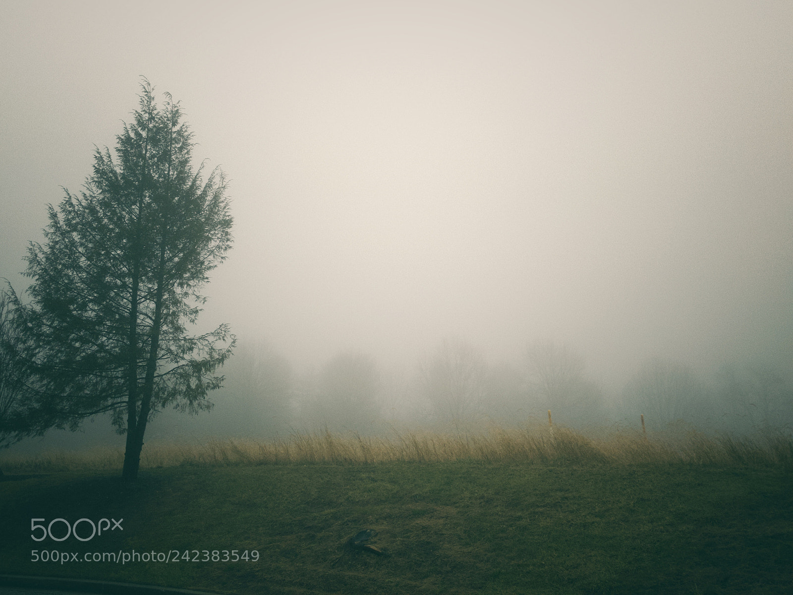 Apple iPhone 8 sample photo. Green tree in fog photography